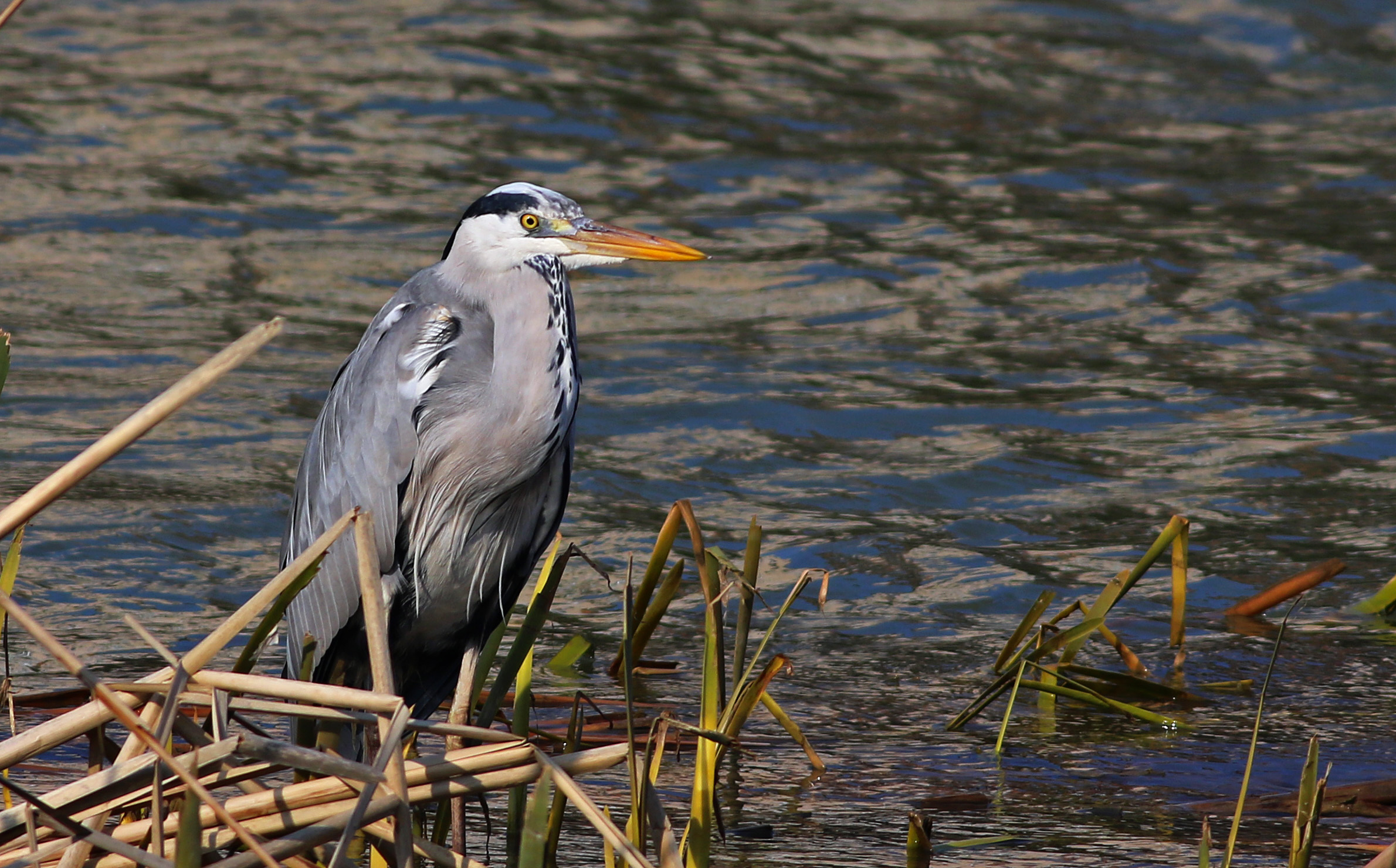 Gray Heron — Ana fotoğraf